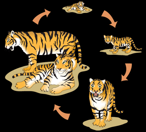 more about tigers - All About Tigers